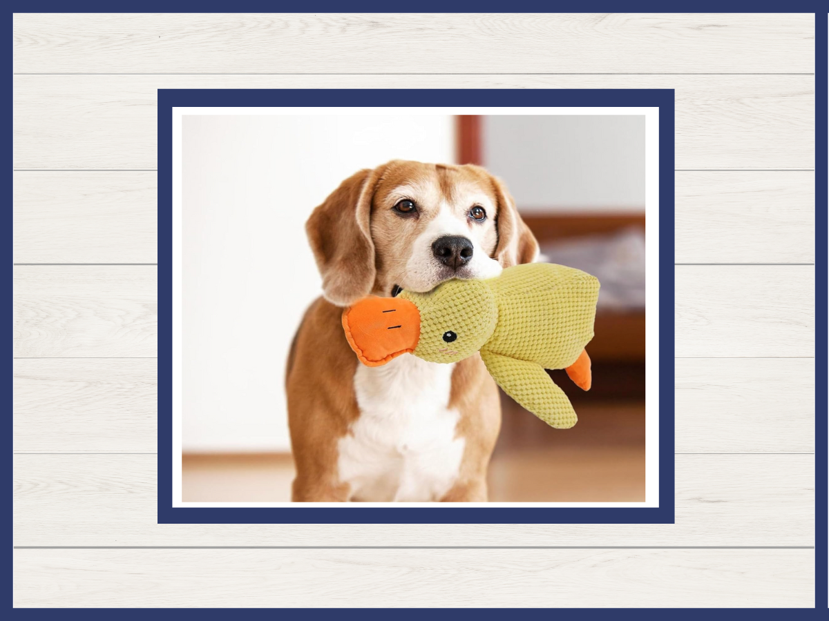 Toy - Funny Dog Duck