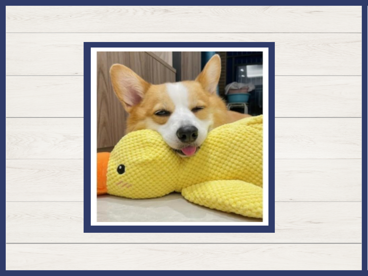 Toy - Funny Dog Duck